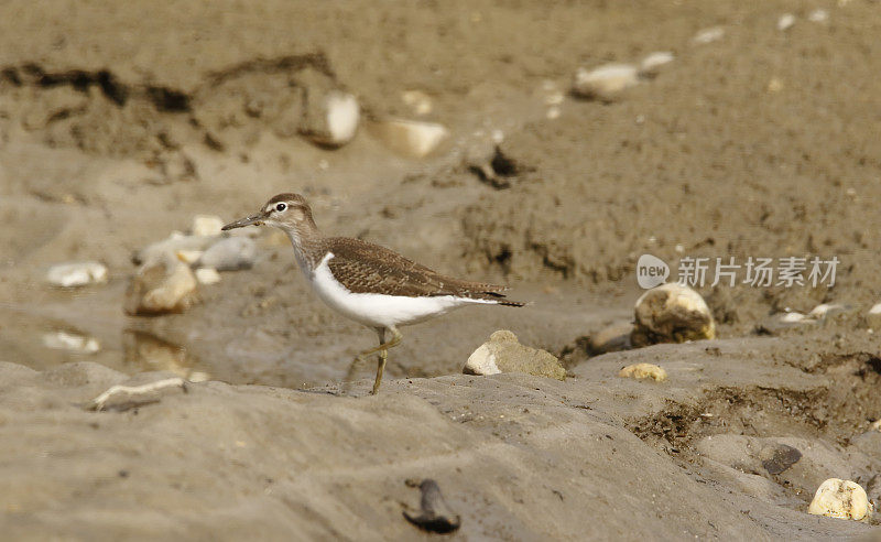 普通鹬(Actitis hypoleucos)